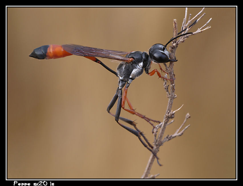 Amophila (riproposto)